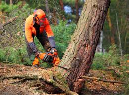 Tree and Shrub Care in Iola, WI